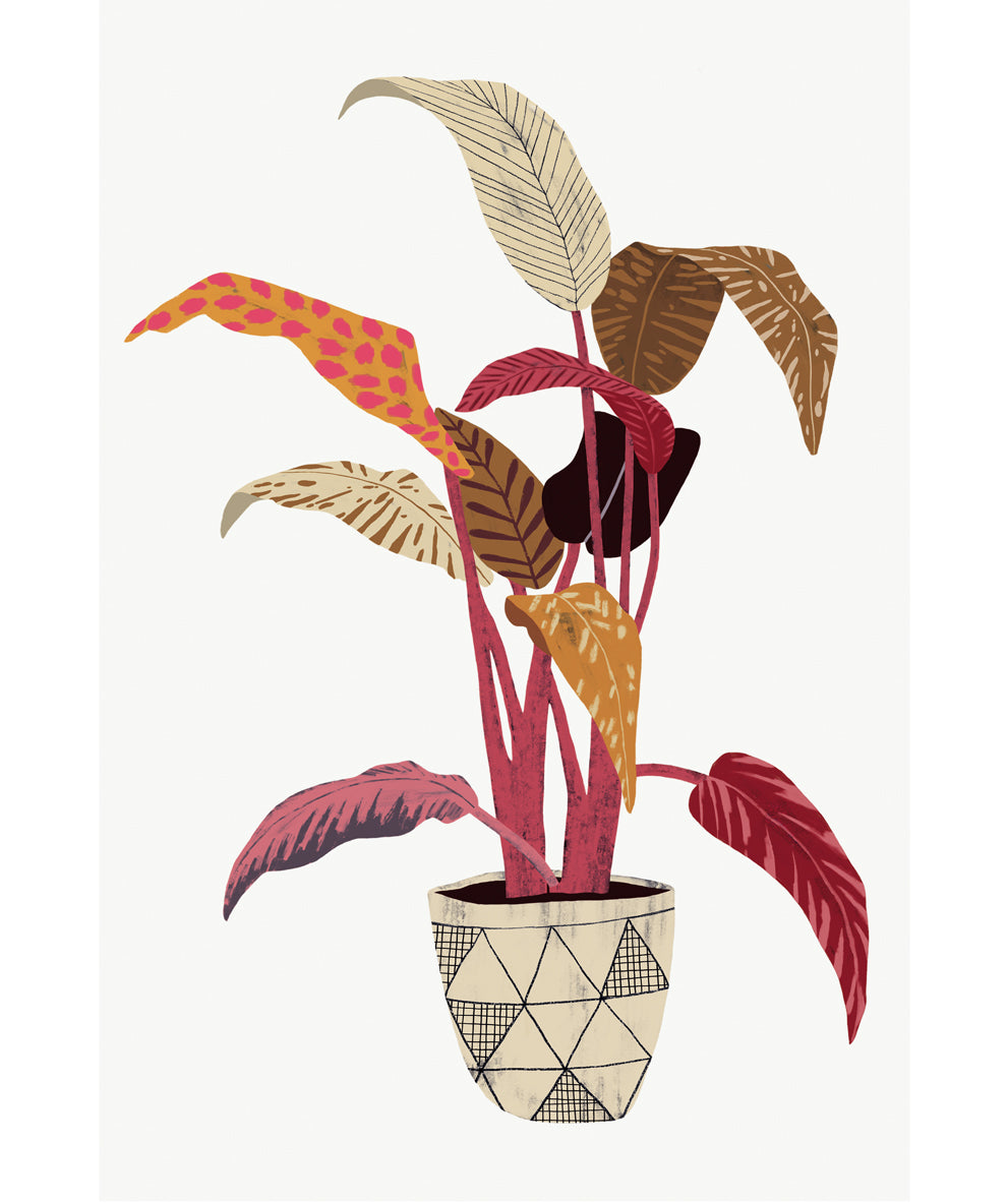 'Aspidistra Elatior' Art Print