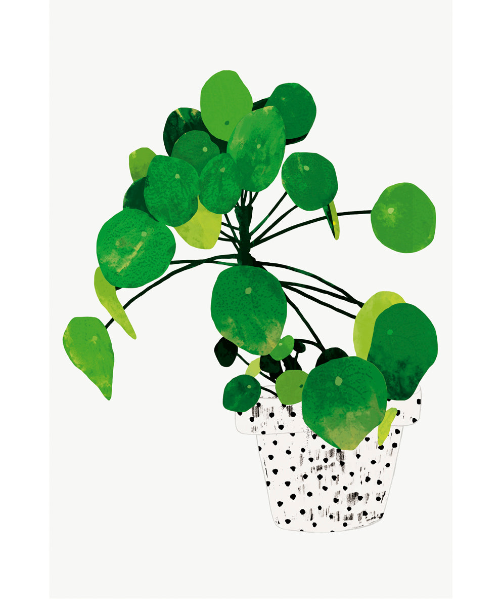 'Pilea Peperomioides' Art Print