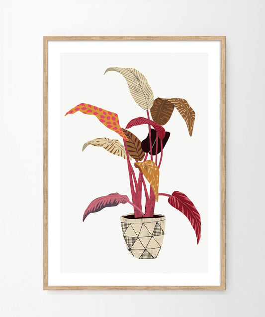'Aspidistra Elatior' Art Print