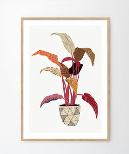 'Aspidistra Elatior' Art Print