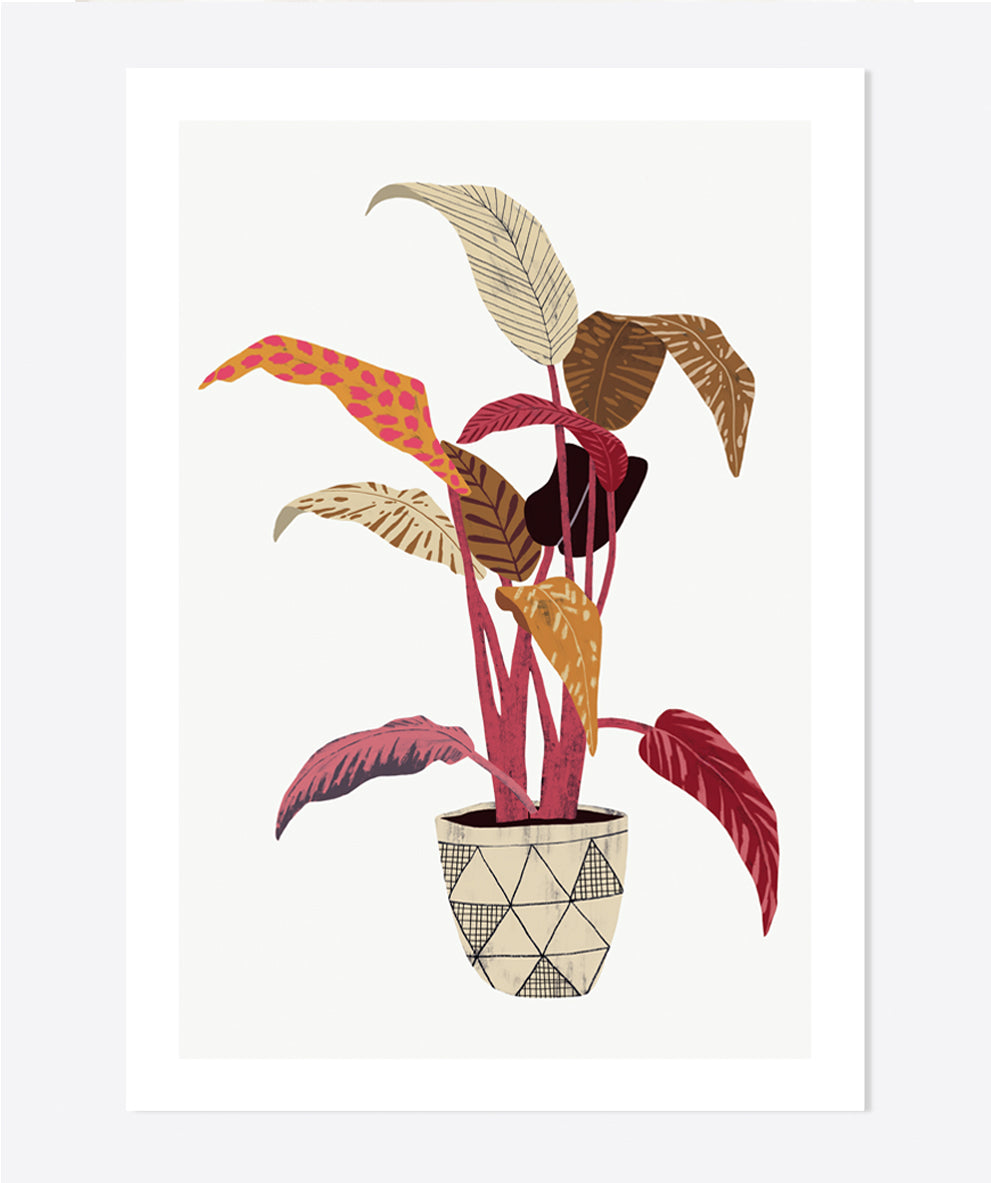 'Aspidistra Elatior' Art Print
