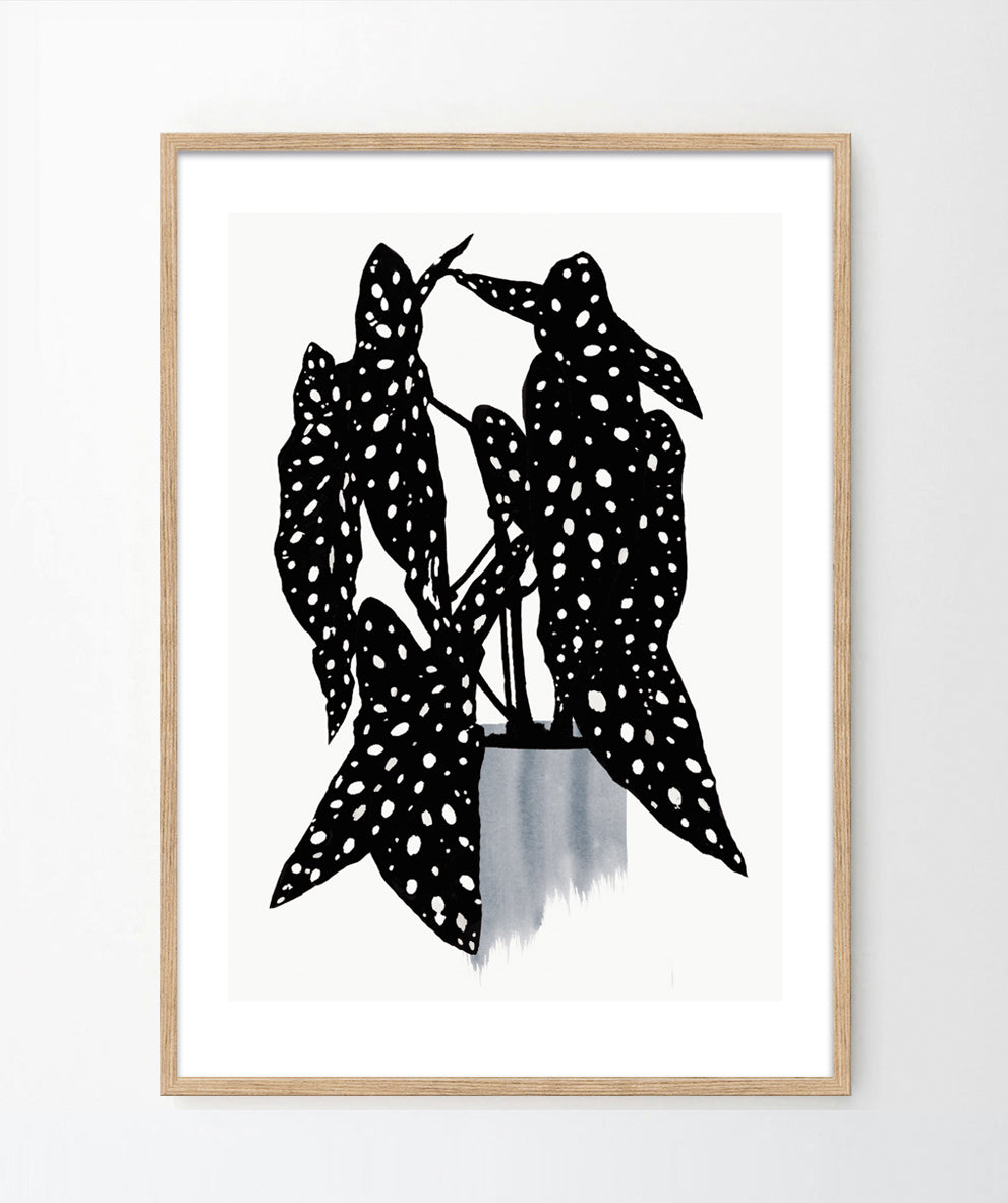 'Polka dot plant' Art Print