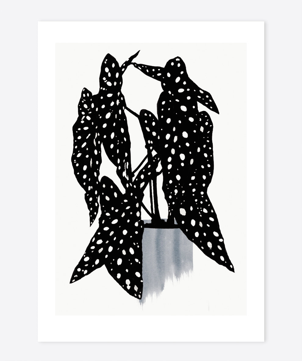 'Polka dot plant' Art Print