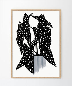 'Polka dot plant' Art Print