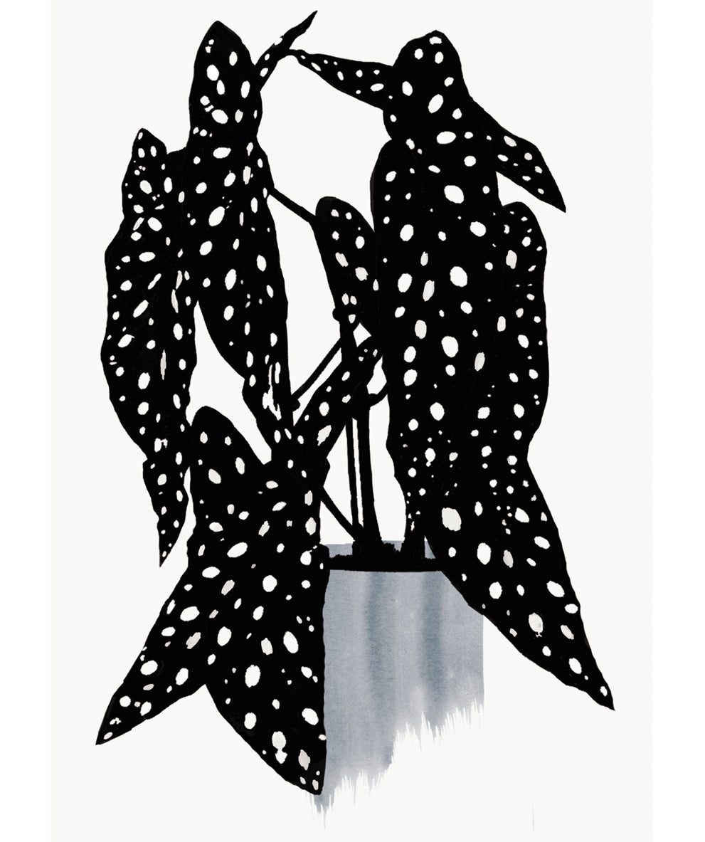 'Polka dot plant' Art Print