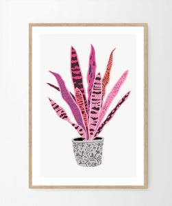 'Sanseveria' Art Print