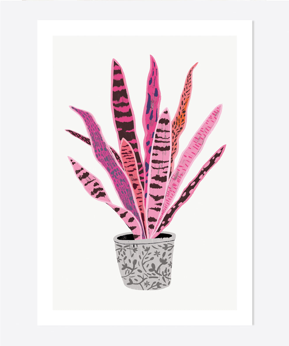'Sanseveria' Art Print